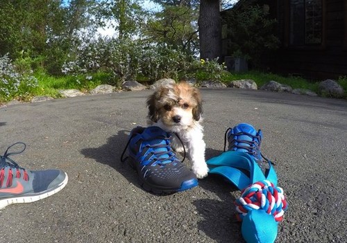 Healthy lovely Cavachon puppies for good family