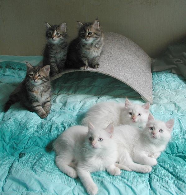    Male and female  Siberian kittens