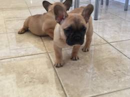 Healthy French Bulldog Puppies Available