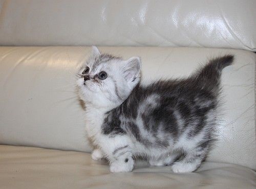 Tushorts Munchkin Kittens Available To Go