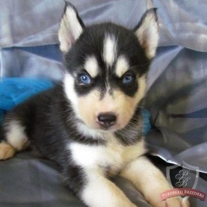 Splendid husky  Puppy ready 