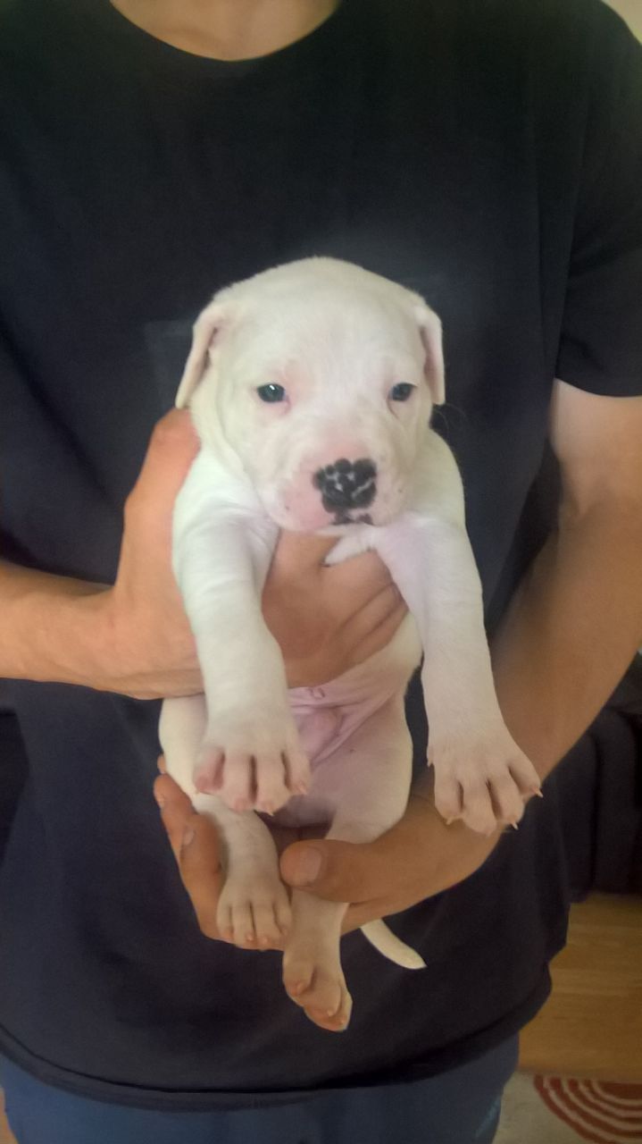 <<American Bulldog Puppies ready>>