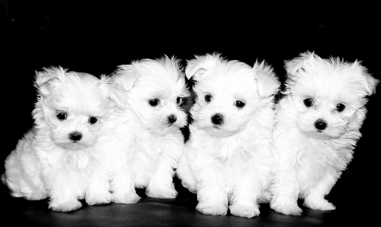 lovely maltese puppies for sale 