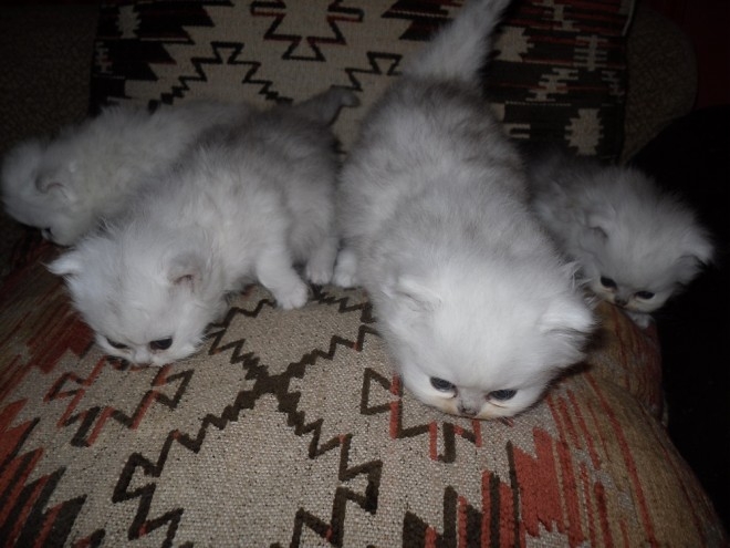 Two White Persian Kittens for sale
