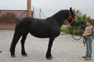 Beautiful Friesian Horses For Adoption