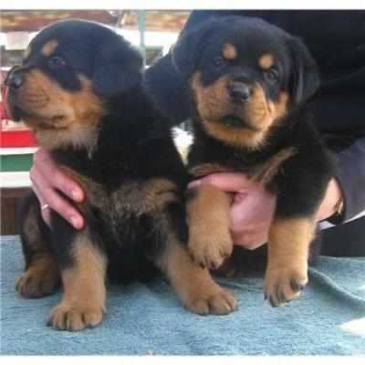 Beautiful Rottweiler Pups for adoption VV