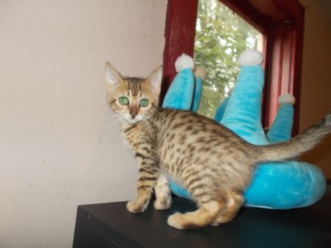 Bronze Egyptian Mau kittens