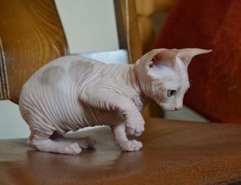 sphynx kittens