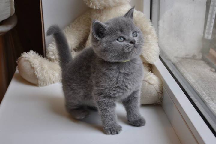 British Shorthair kittens