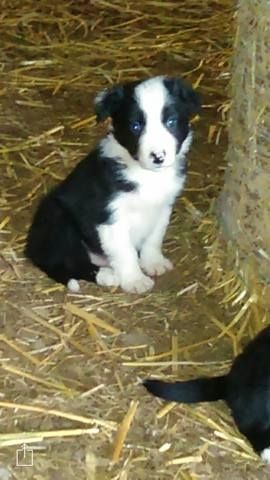 Beautiful Bearded Collie Puppies