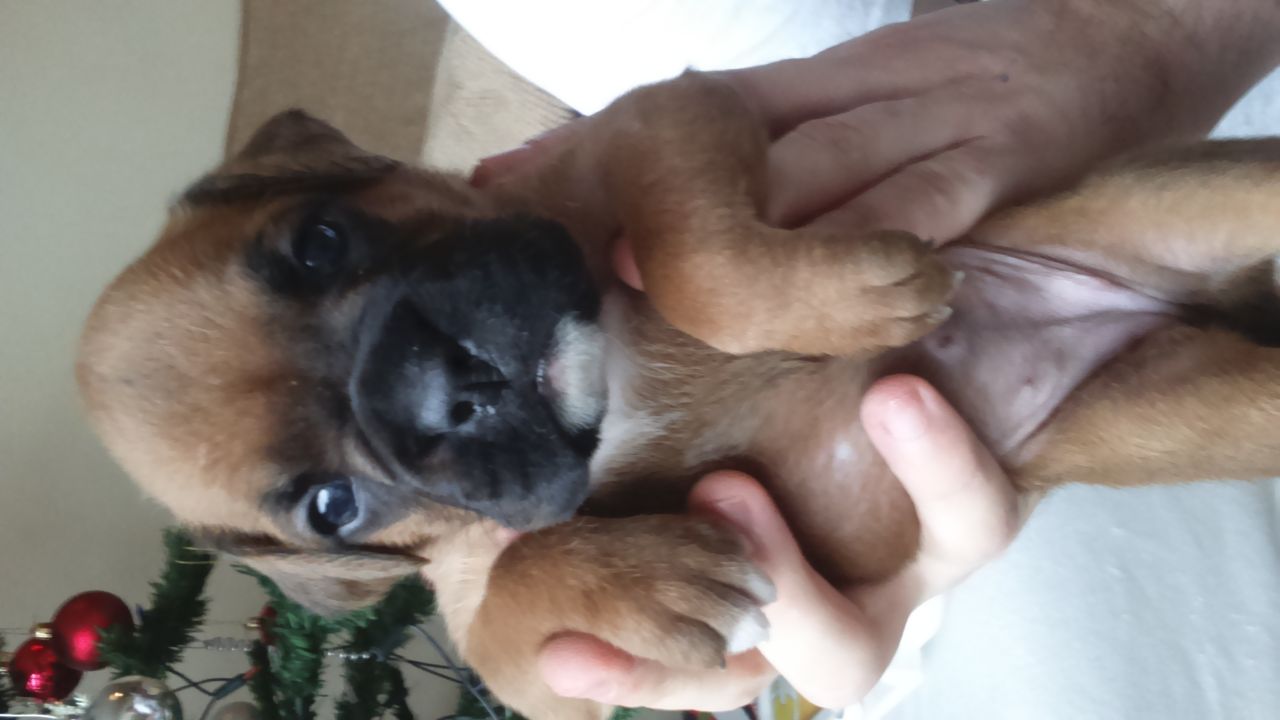 8 Beautiful Kc Reg Boxer Pups for Christmas