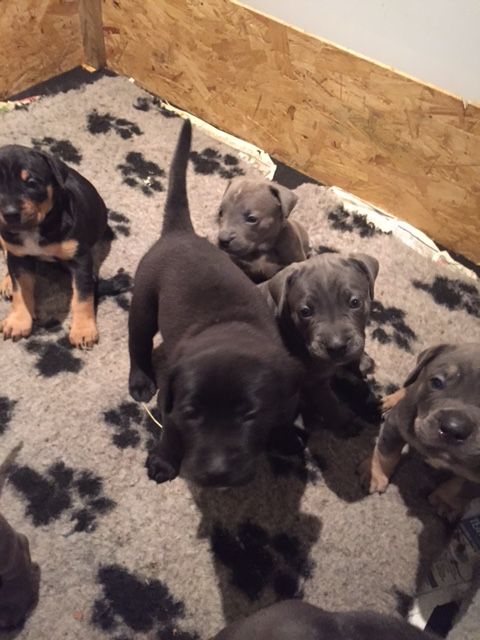 Quality Cane Corso Puppies for Christmas