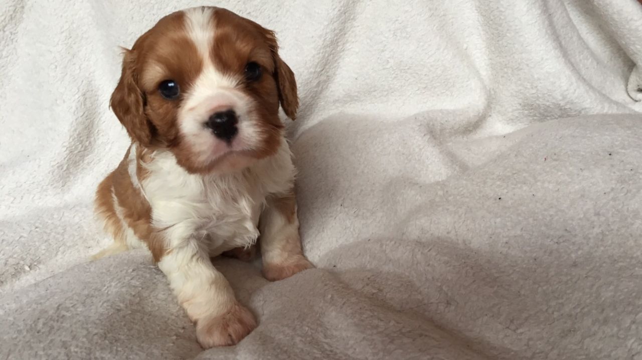 Cavalier King Charls Spaniel Puppies This Christmas