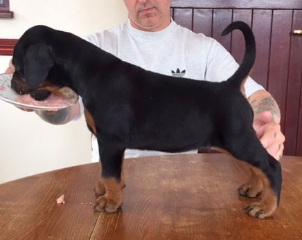 Adorable Kc Registered Dobermann Puppies For Sale This Christmas