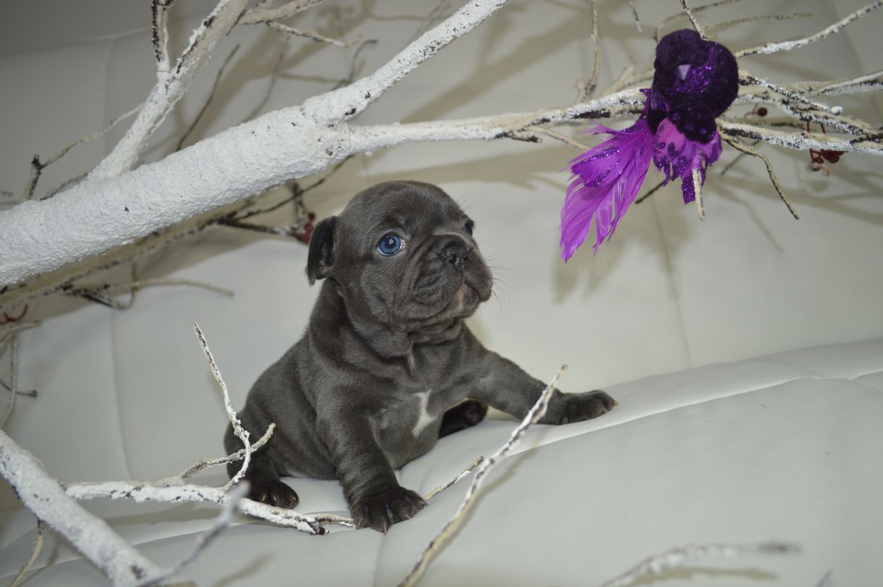 Adorable Lovely French Bulldog This Christmas