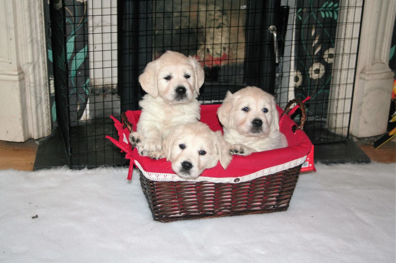 Adorable Golden Retriever Puppies This Christmas