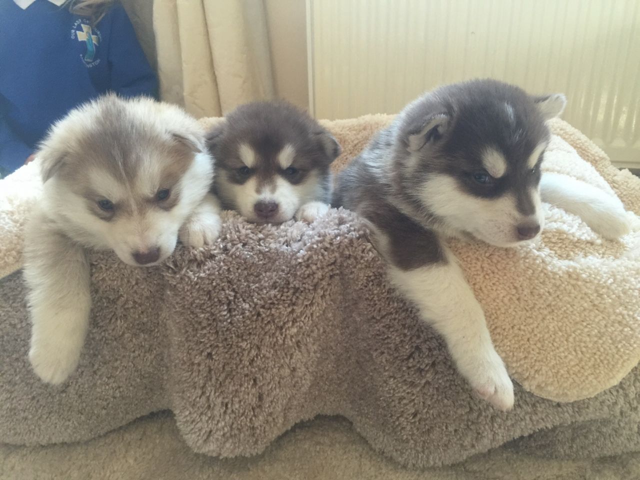 Siberian Huskies To A Good Home 