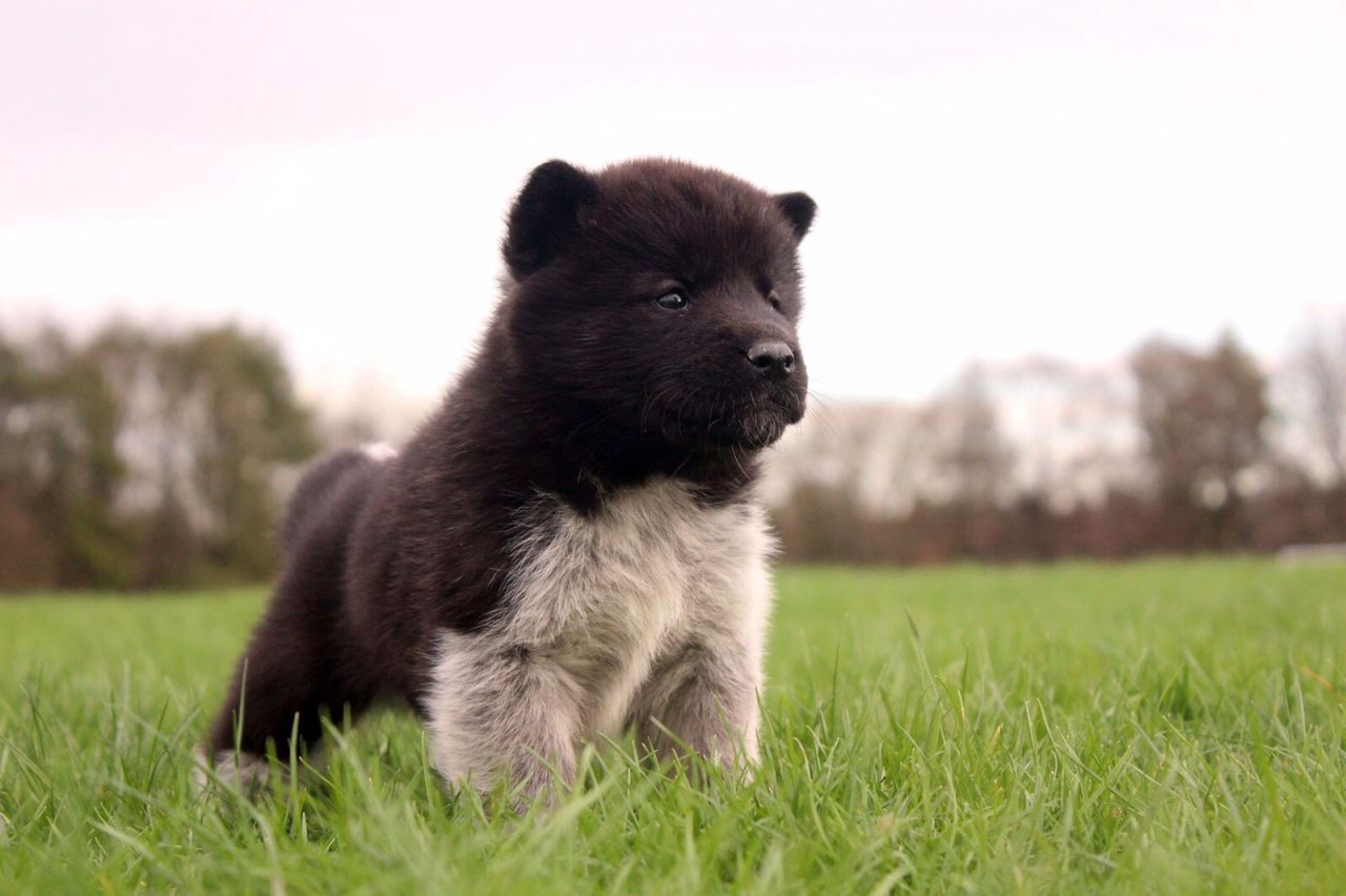 ***outstanding American Akita Litter***