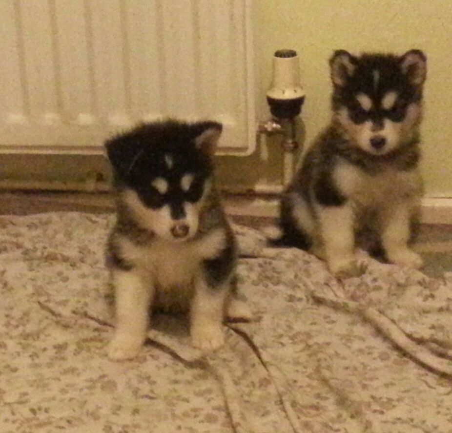 Ready Now!!.beautiful Alaskan Malamute Pup.