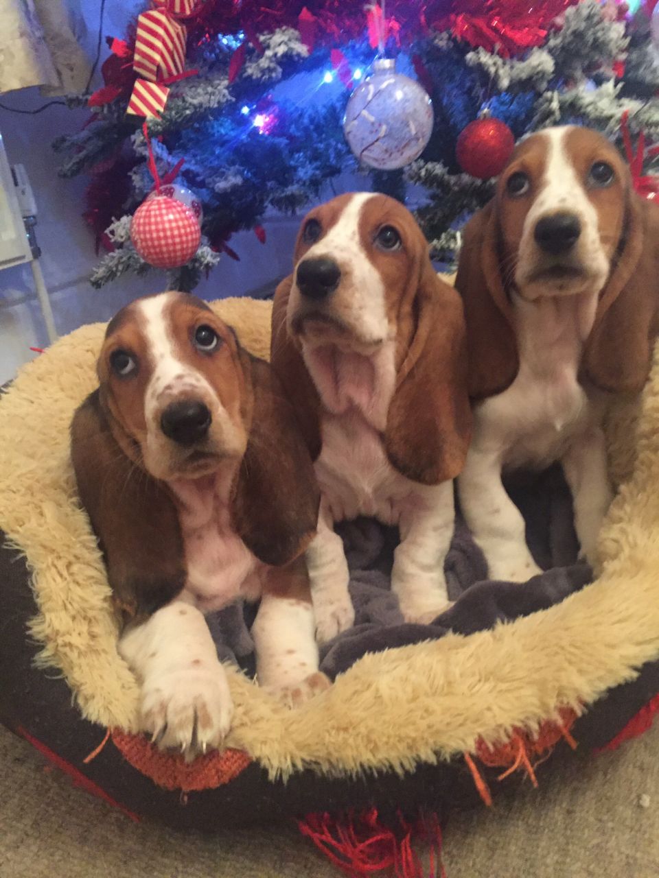 Stunning Basset Hounds