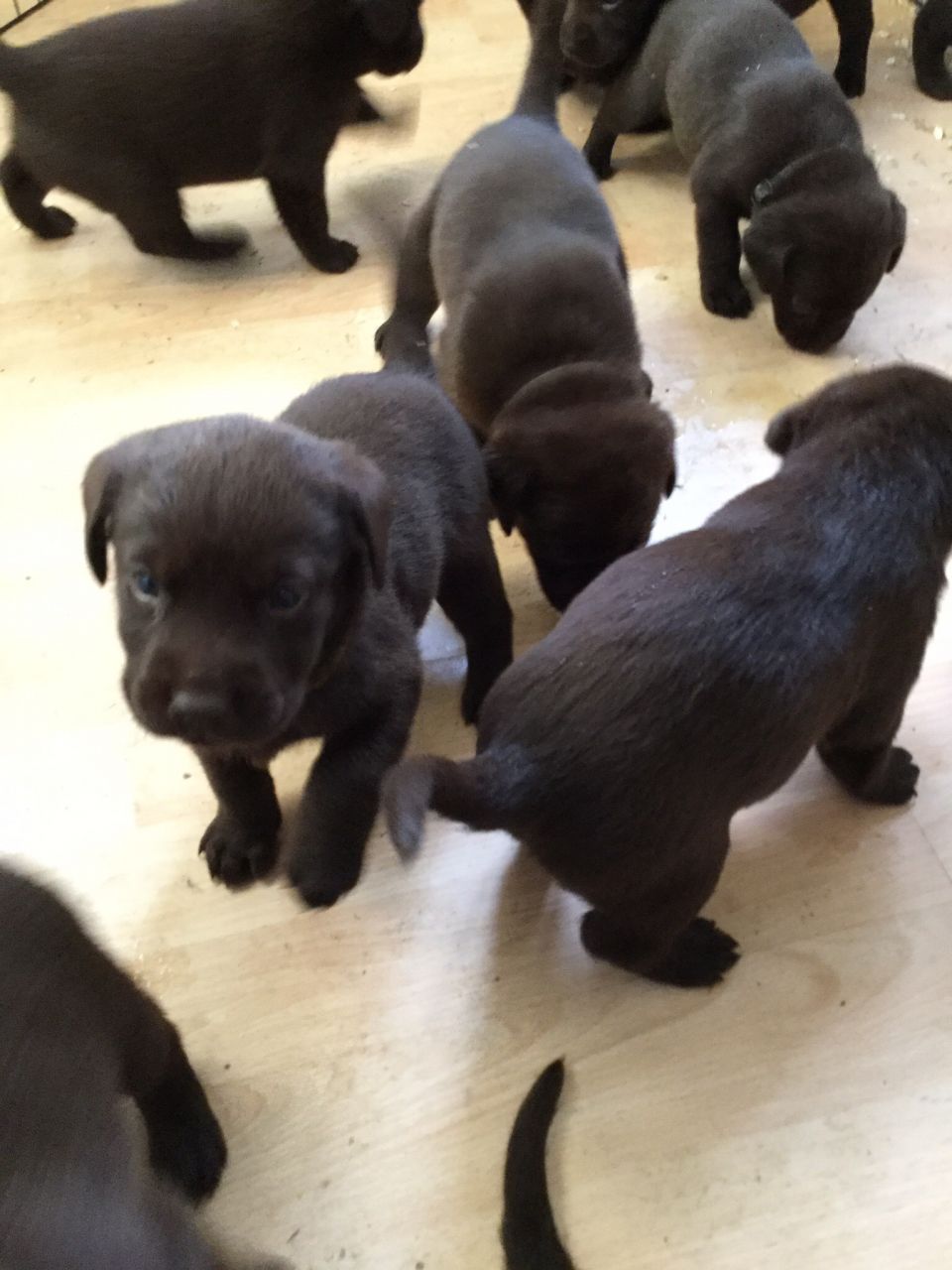 Adorable Chocolate Labrador Puppies