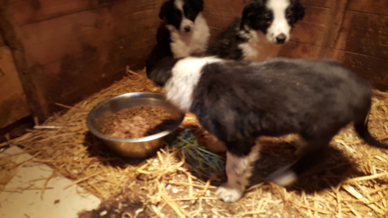 Beautiful Border Collie Puppies