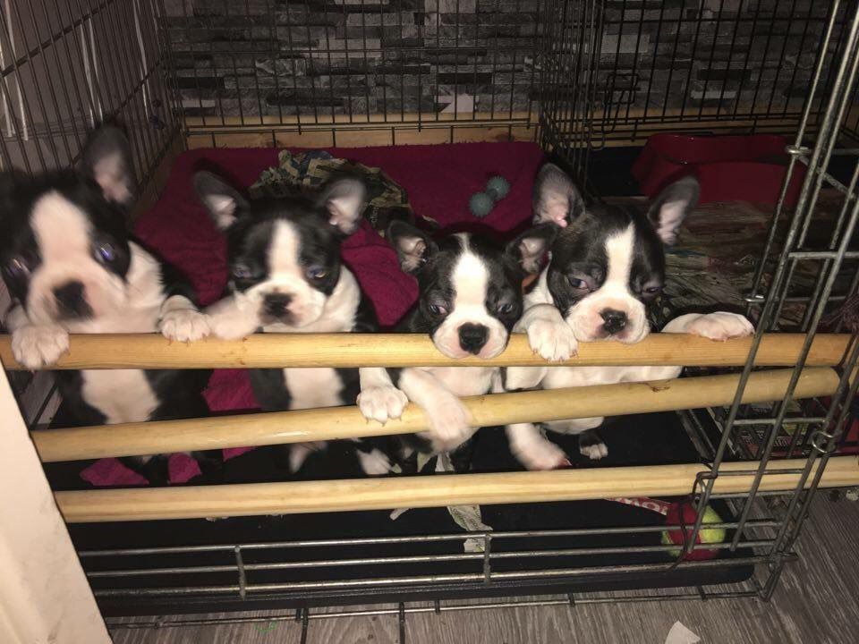 2 Beautiful Pedigree Boston Terrier  Girls Left