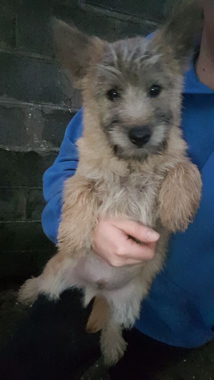 Cairn Terrier Pups