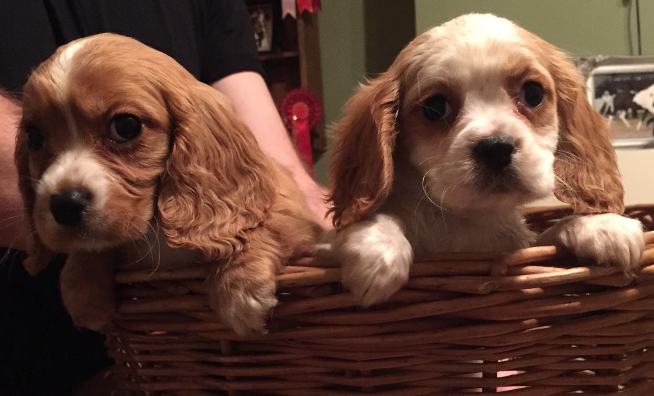 Cavalier King Charles Spaniels