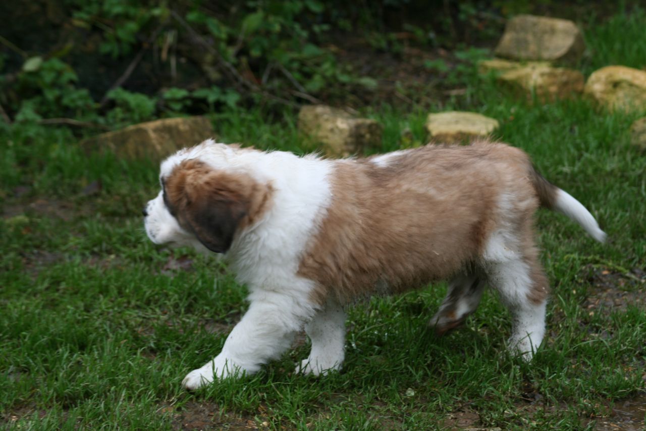 Excellent St Bernard Puppies for Sale