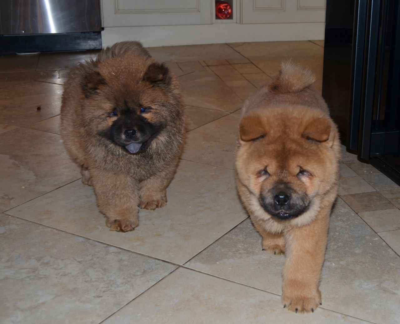 Quality Chow Chow Pups