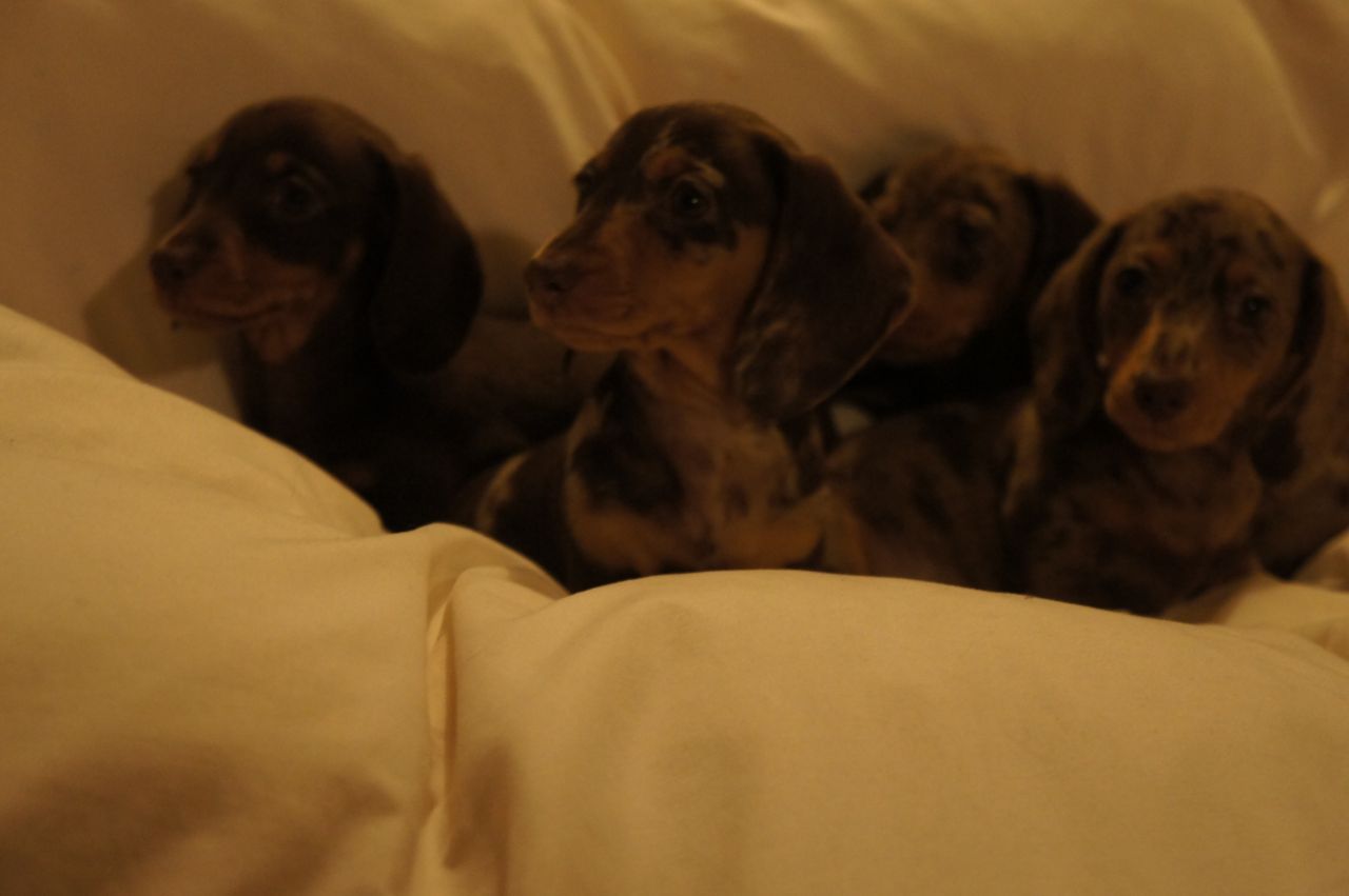 Miniature Smooth Coat Dachshund Puppies