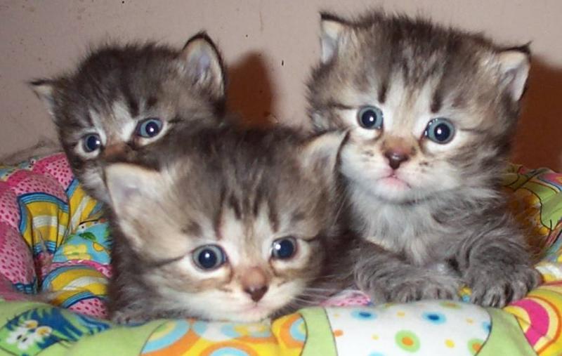 Adorable Siberian kittens