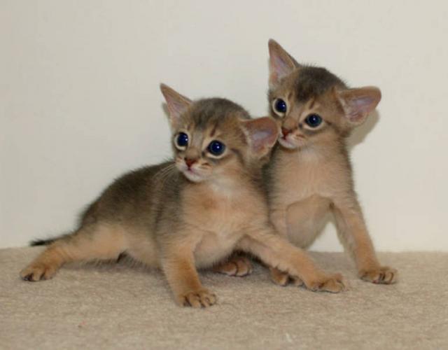 Abyssinian kittens