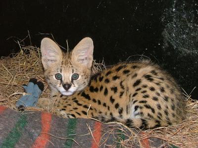 Gorgeous Savannah kittens