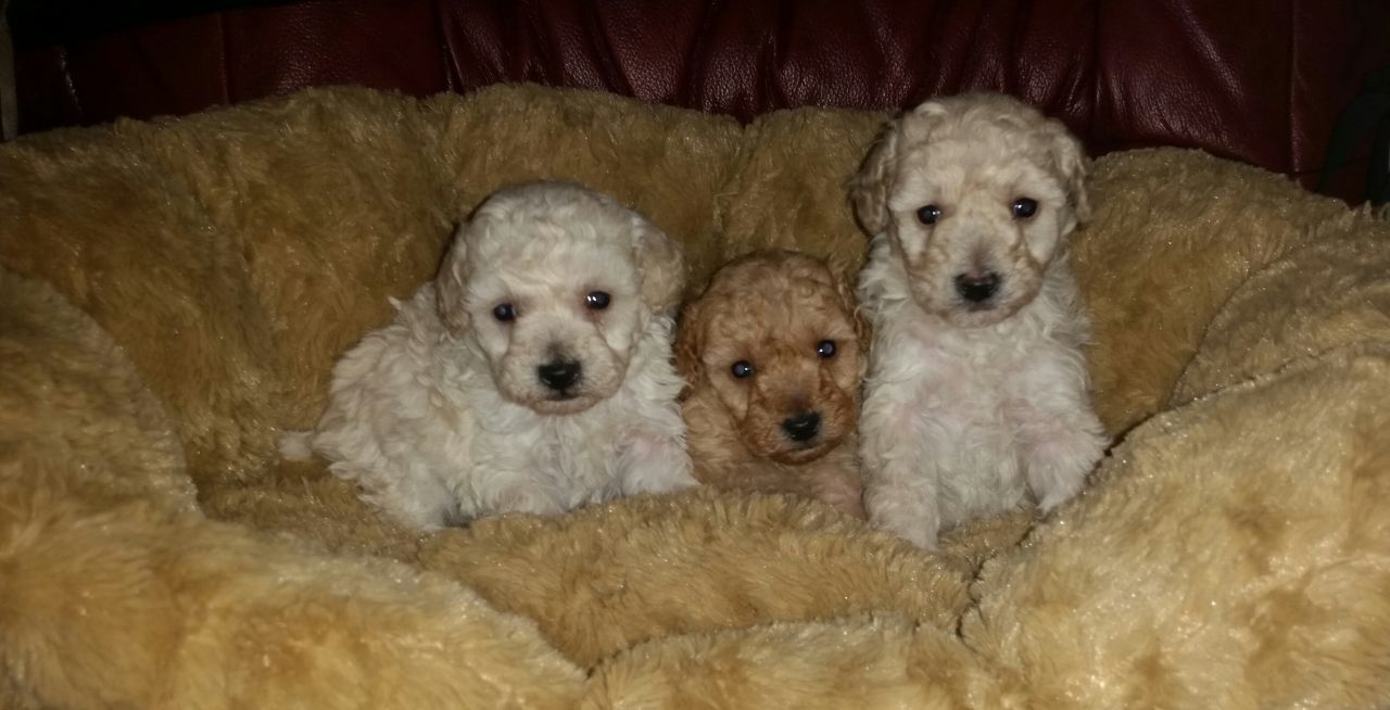 Toy Poodle Puppies