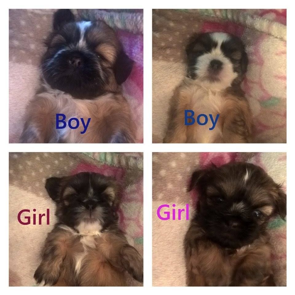 Adorable Shih Tzu Puppies