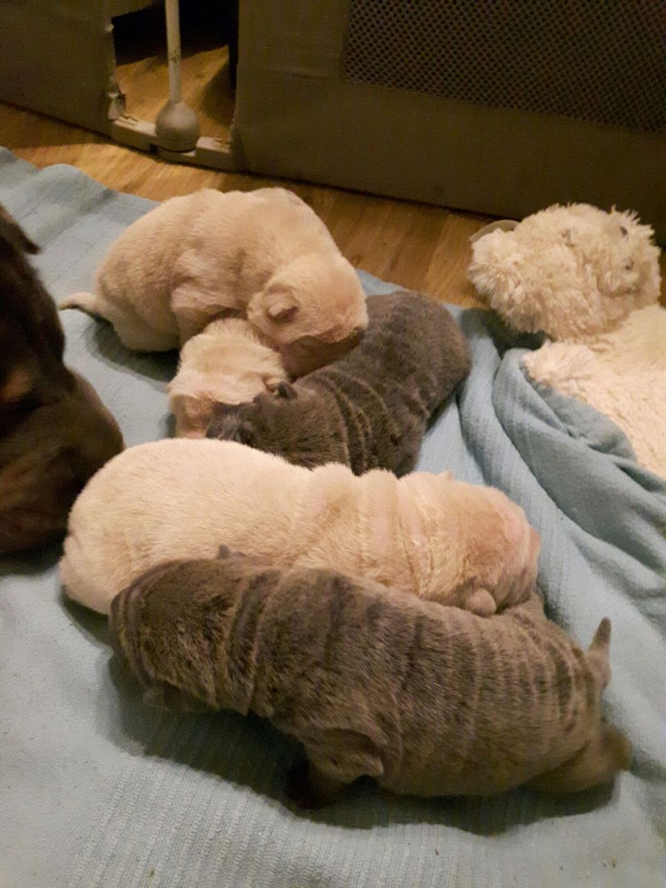 eautiful Kc Registered Shar Pei Puppies 