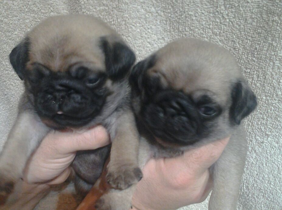 Kc Reg Pug Puppies,champion Bloodlines.