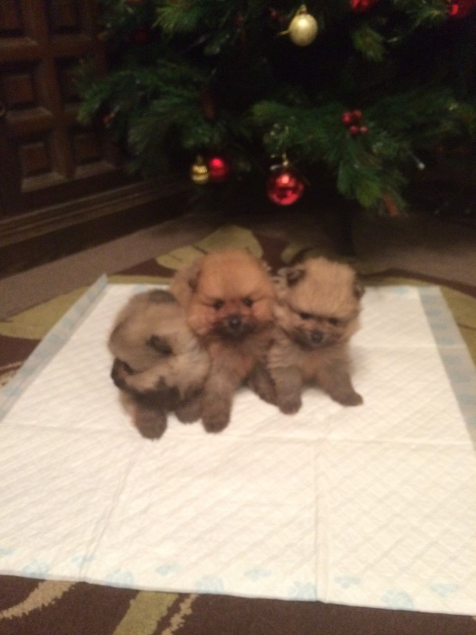 Very Pretty Pomeranin Puppies