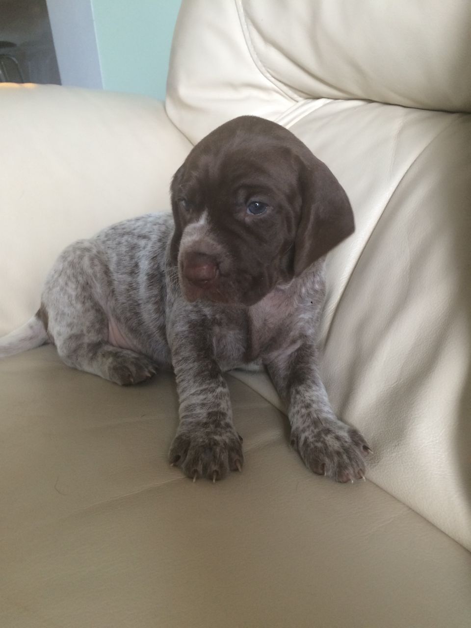 German Shorthaired Pointer Puppies