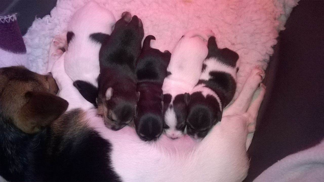 Minature jack Russell pups