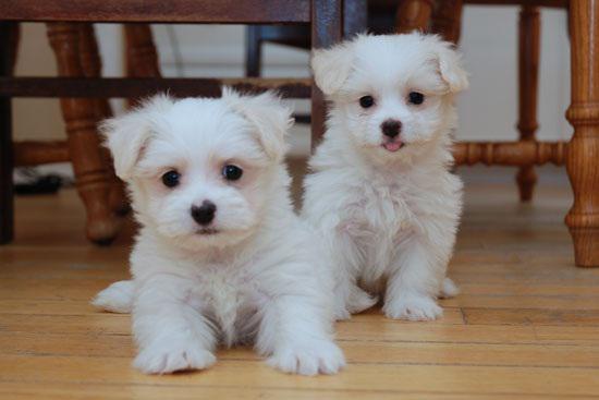 Amazing Teacup Maltese Puppies