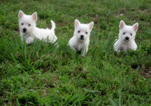 Westy Terrier, the sweetness of a very special dog