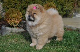 Chow-Chow-puppies