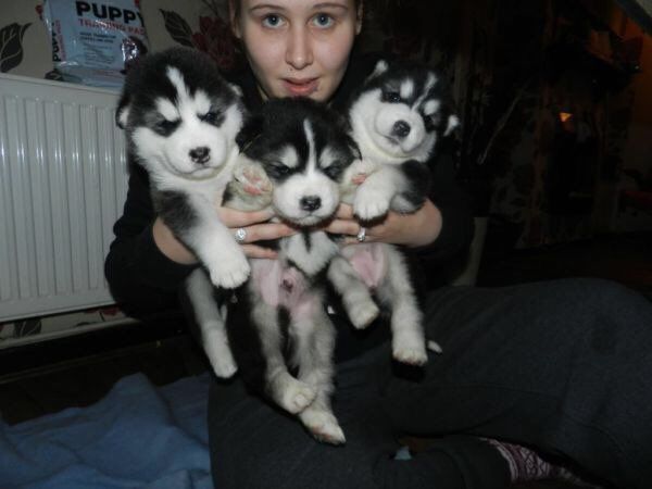 Pure Alaskan Malamute Puppies