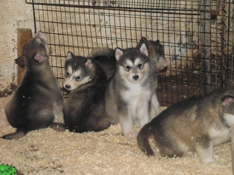 Beautiful Kc Alaskan Malamute Pups For Sale