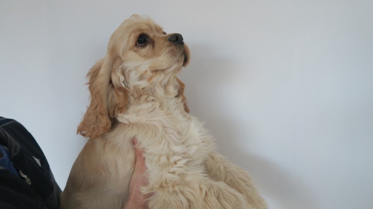 Lovely American Cocker Spaniels For Sale!