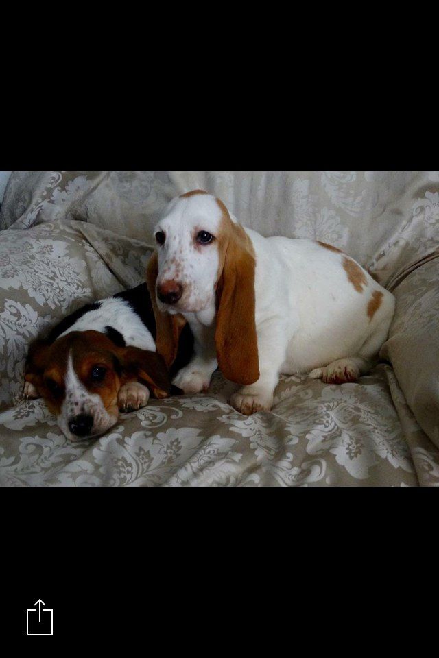 Basset Hound Pups