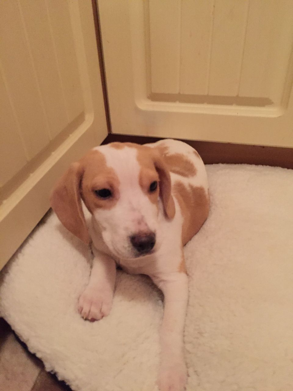 4 Wonderful Beagles Puppies For Sale